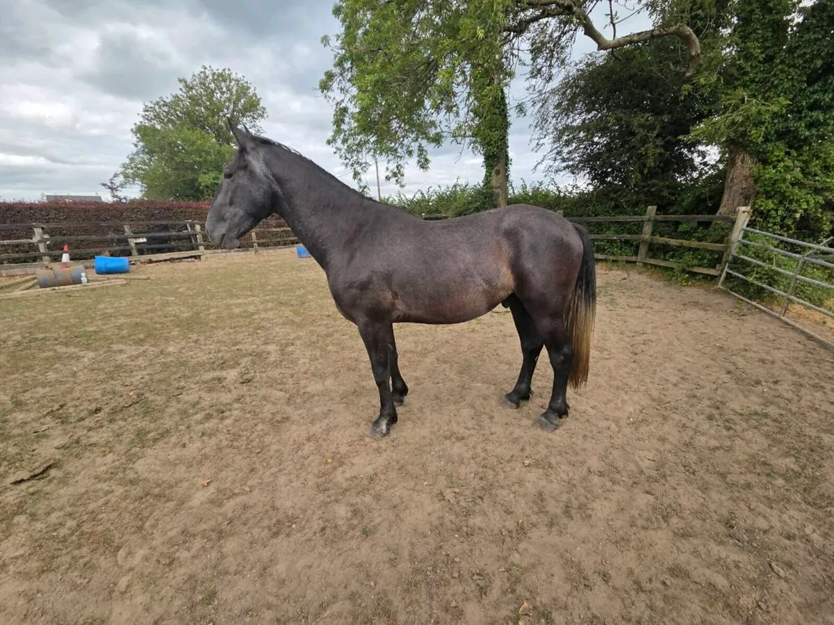 3 Year Old Draft X Gelding - Image 2