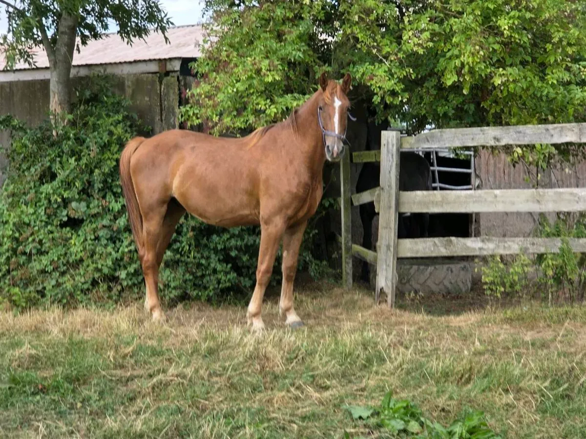 3 Year Old Draft X Gelding - Image 3