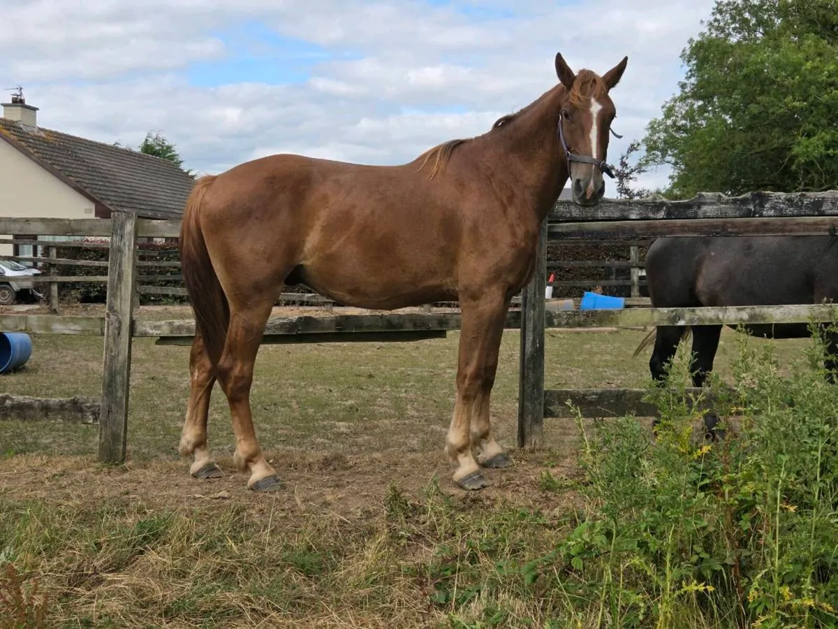 3 Year Old Draft X Gelding - Image 4