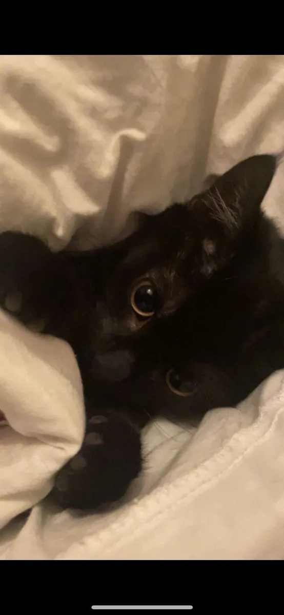 indoor Cat - Image 1