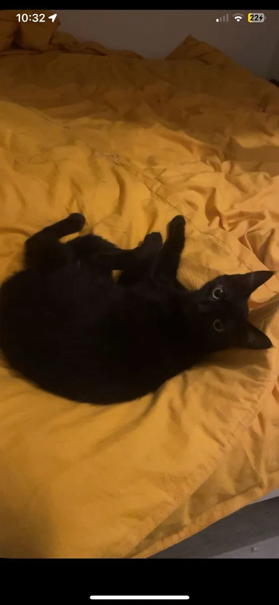 indoor Cat - Image 2