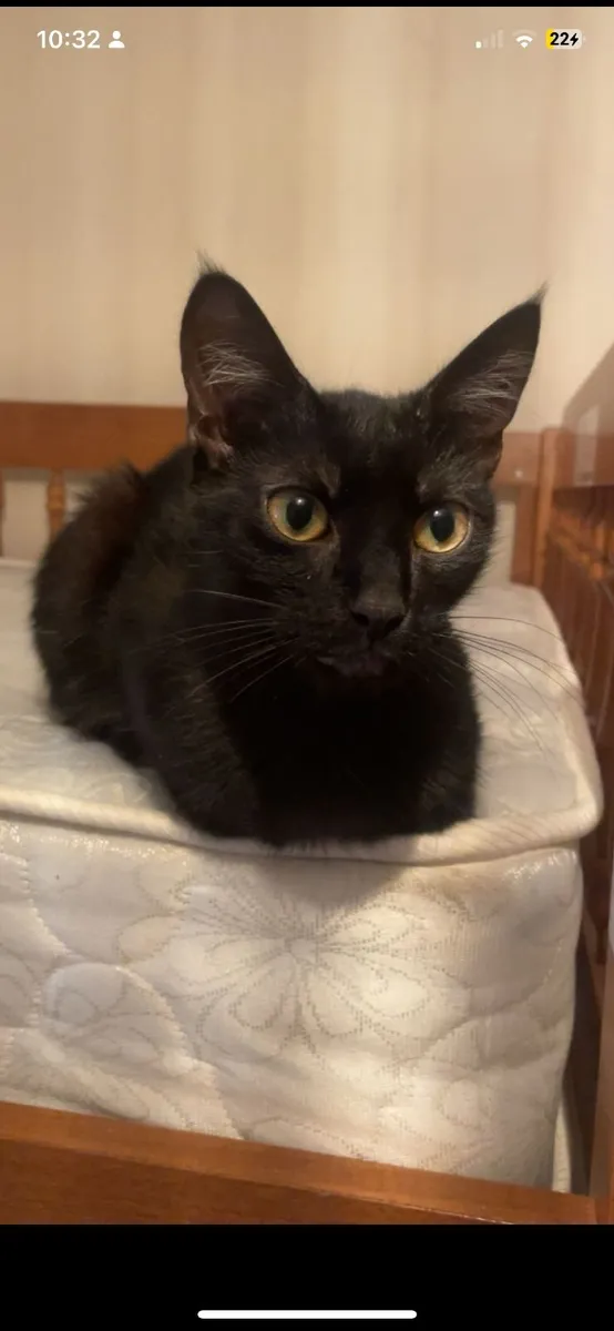 indoor Cat - Image 3