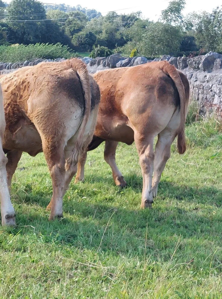 5 star Pb limousin heifers - Image 2