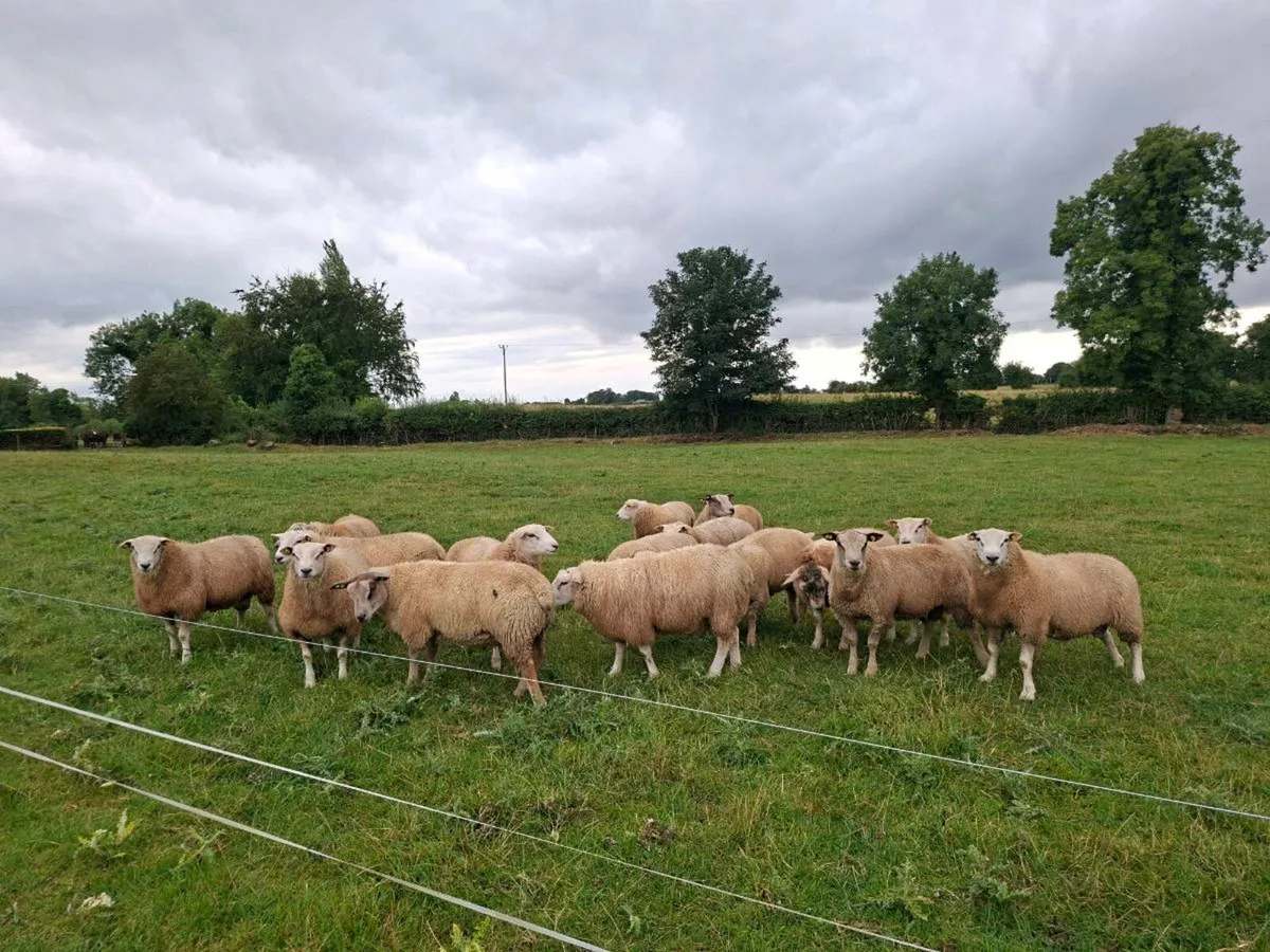 Belclare & Charollais Rams - Image 2
