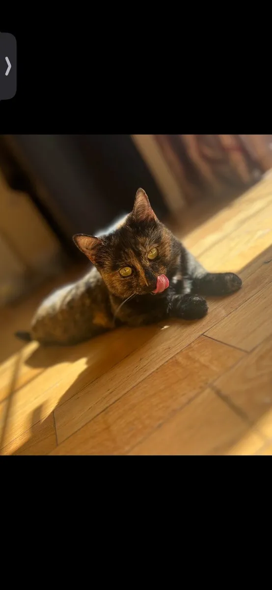 Cat - Image 1
