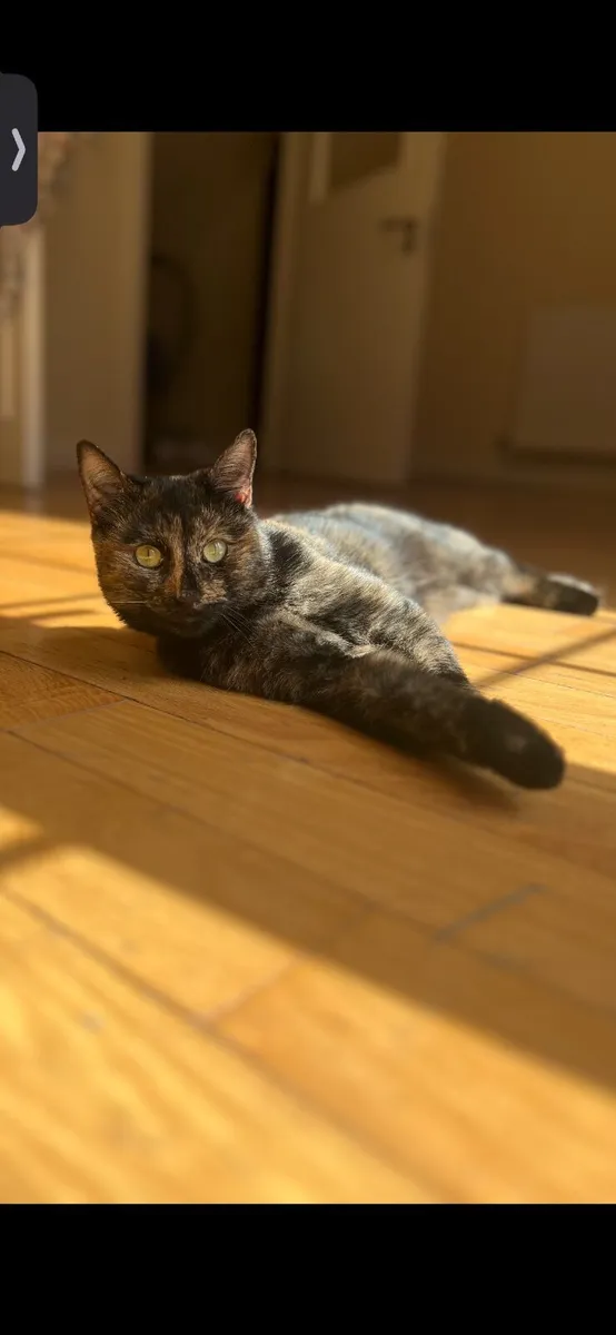 Cat - Image 2