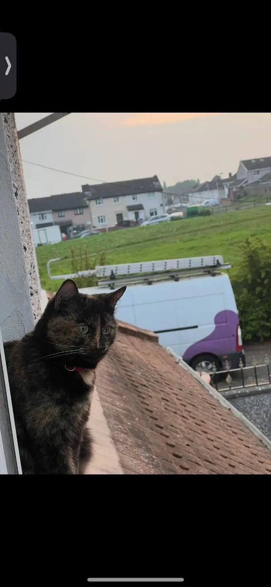 Cat - Image 3