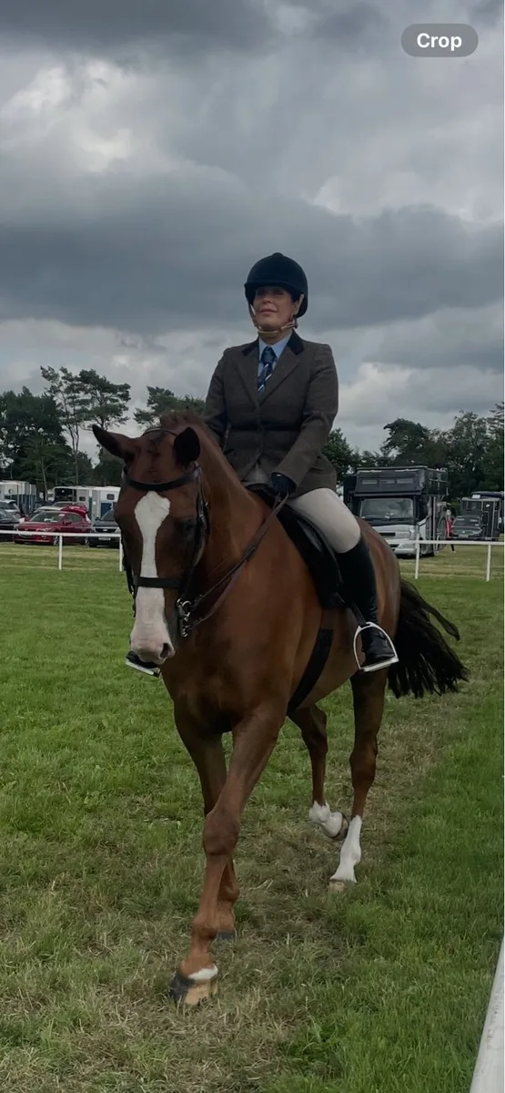 10 star mare for sale - Image 1