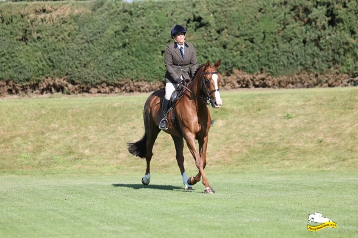 10 star mare for sale - Image 2