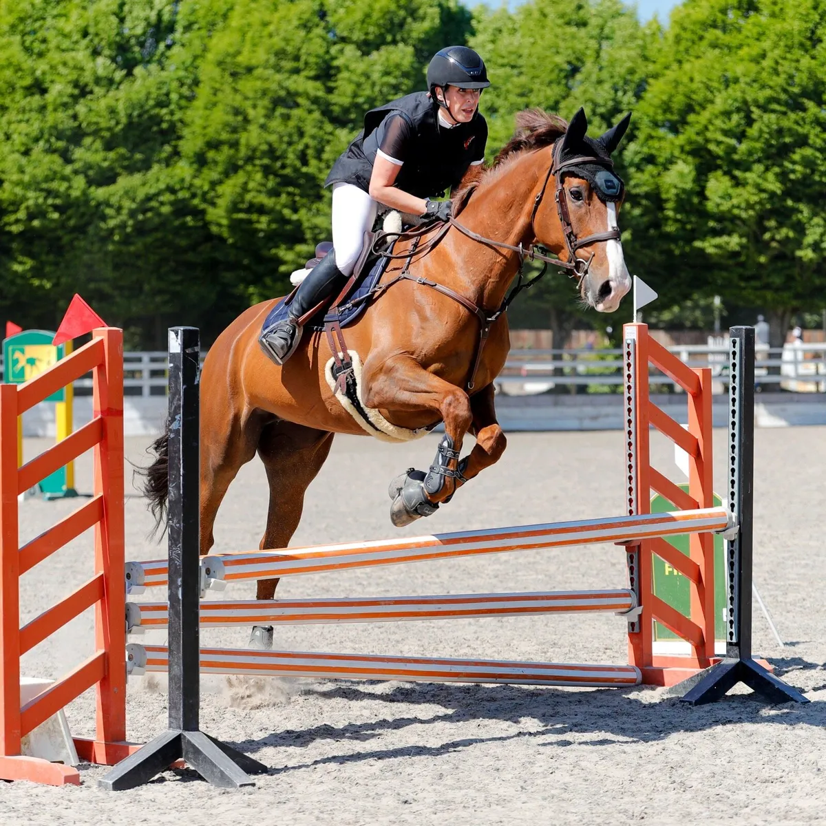 10 star mare for sale - Image 3