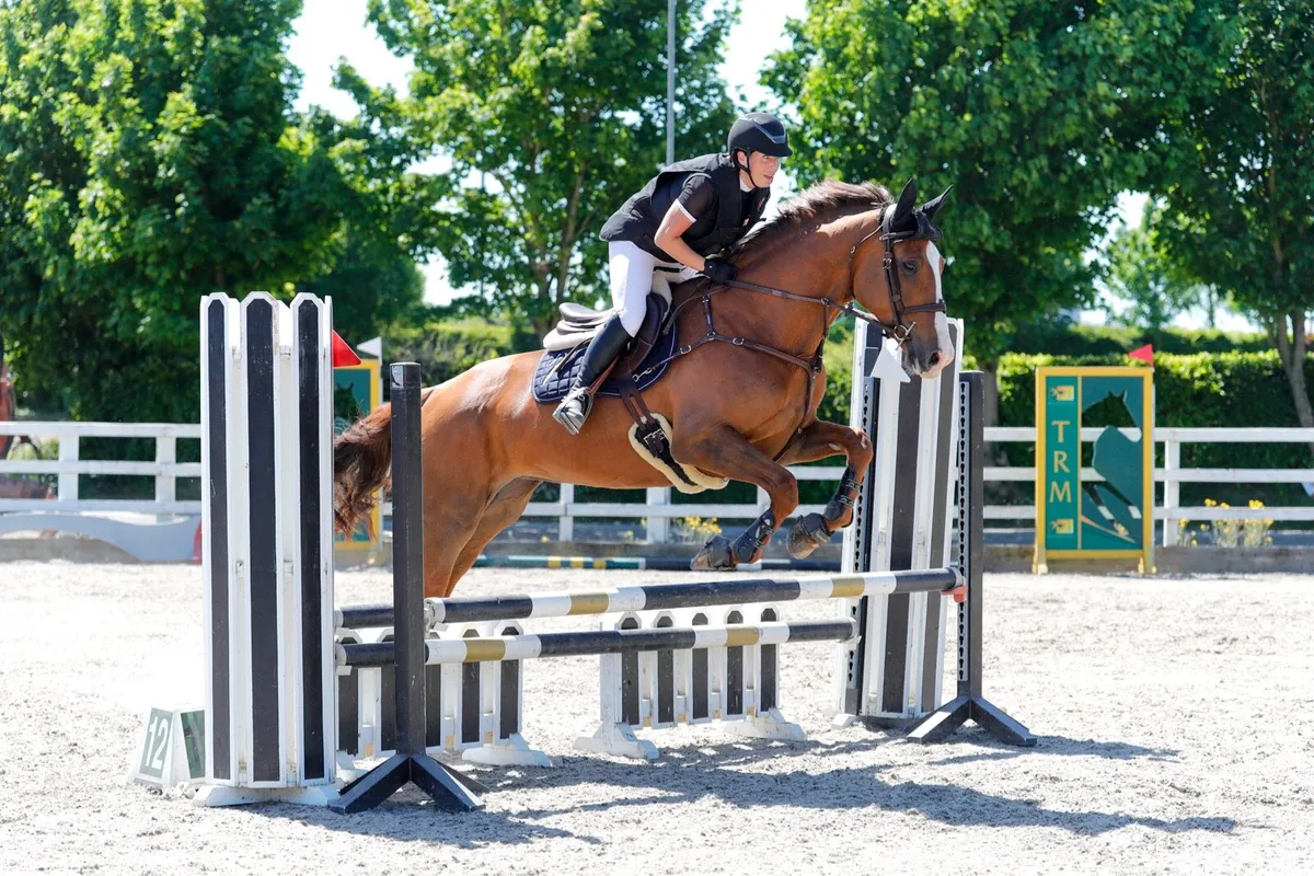 10 star mare for sale - Image 4
