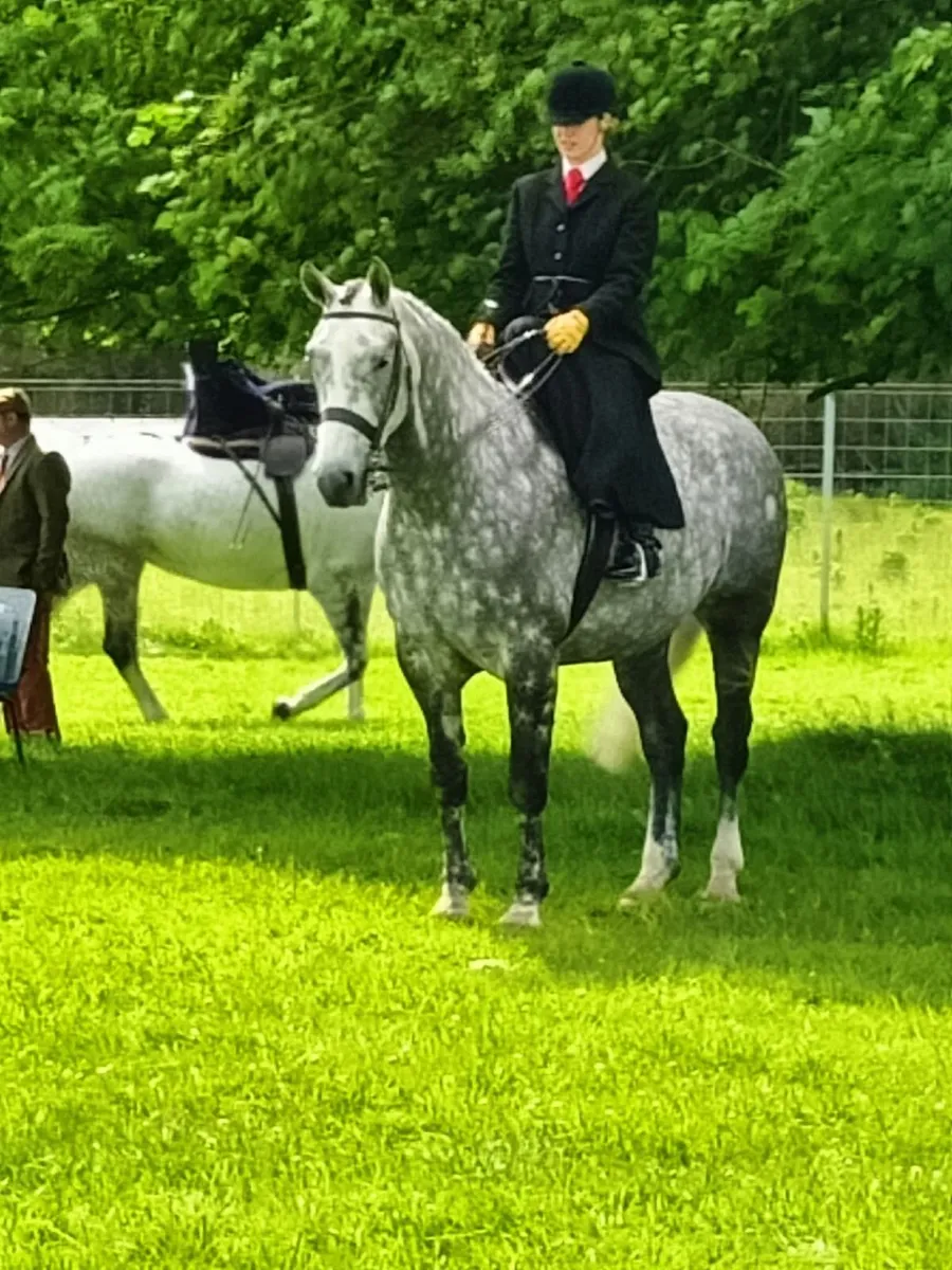 Beautiful Allrounder 16.2, 6yo ISH Gelding Horse - Image 2