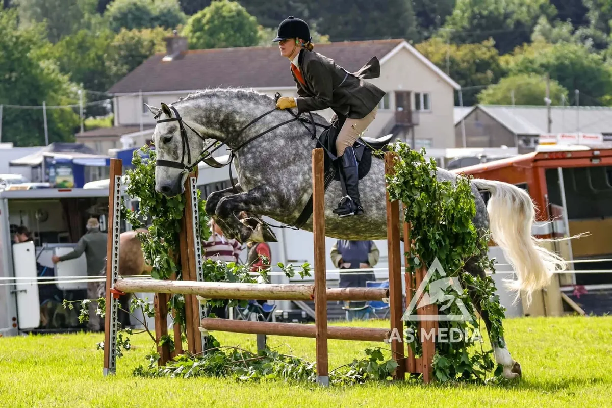 Beautiful Allrounder 16.2, 6yo ISH Gelding Horse - Image 1