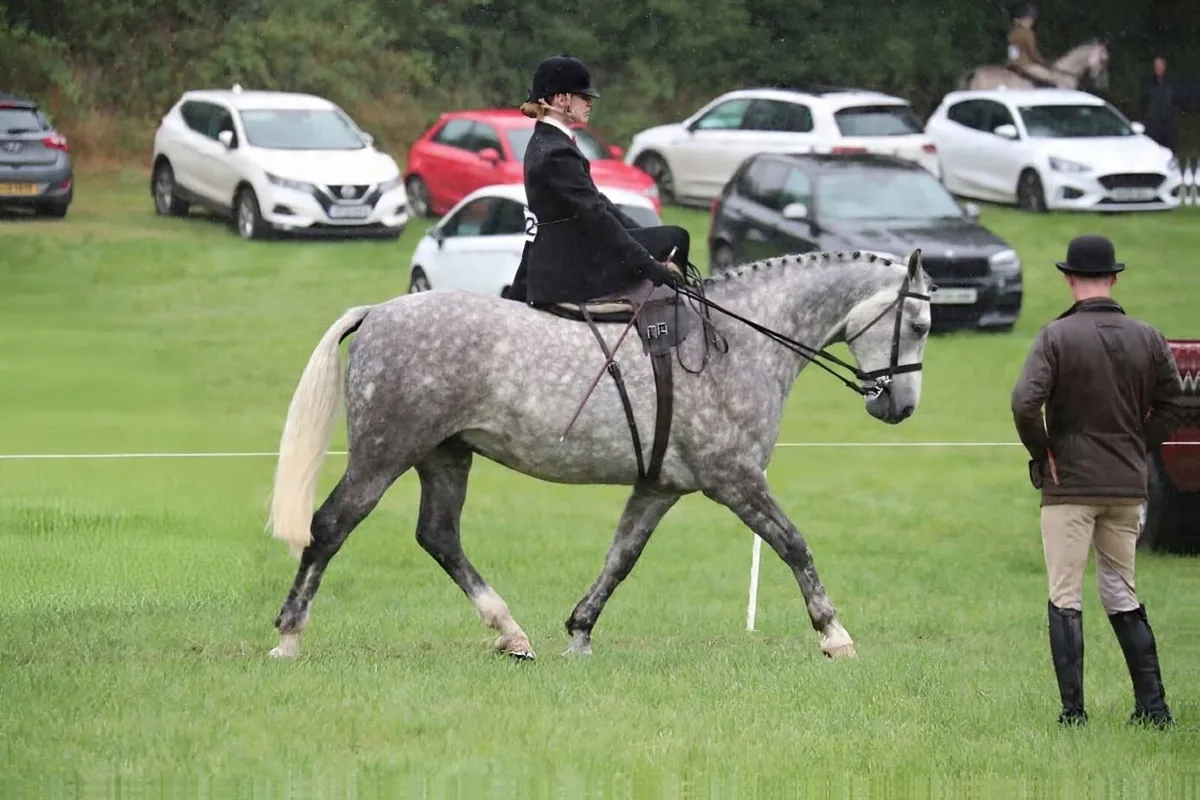 Beautiful Allrounder 16.2, 6yo ISH Gelding Horse - Image 3