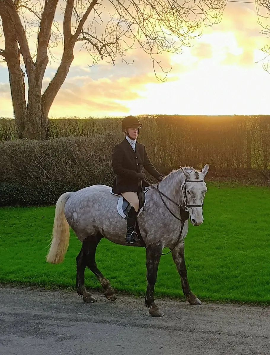 Beautiful Allrounder 16.2, 6yo ISH Gelding Horse - Image 4