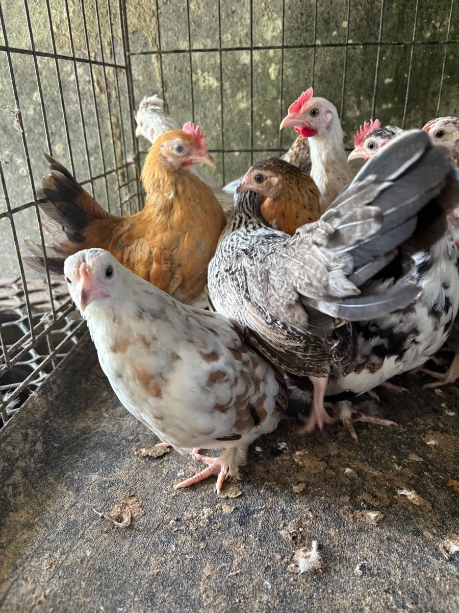 Selection of Poultry - Image 4