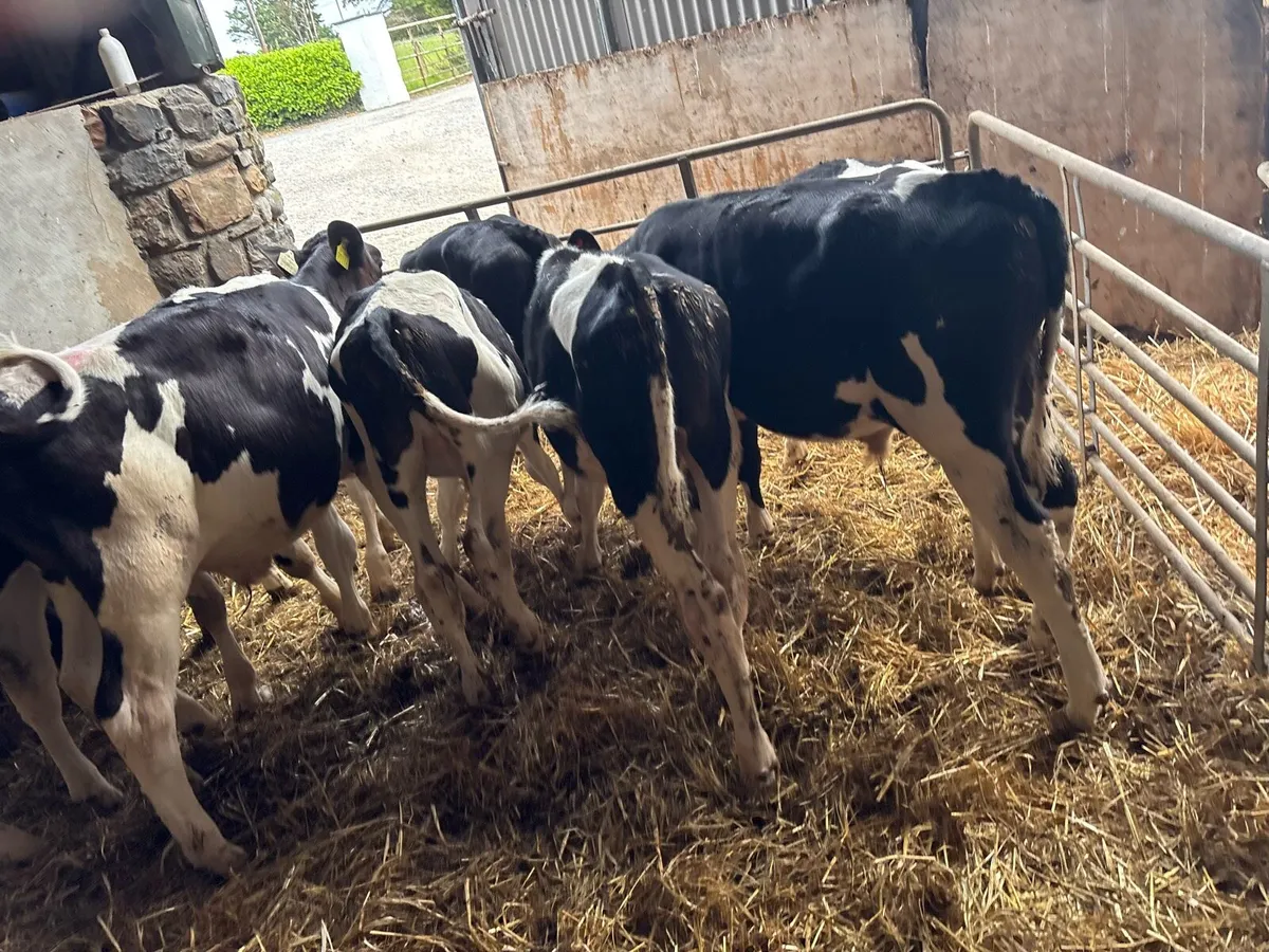 12 super British Frisian weaned bulls - Image 1
