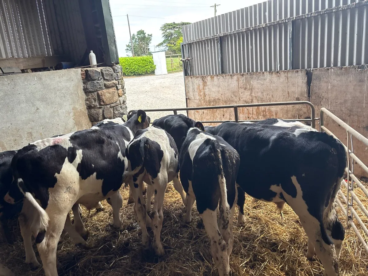 12 super British Frisian weaned bulls - Image 2
