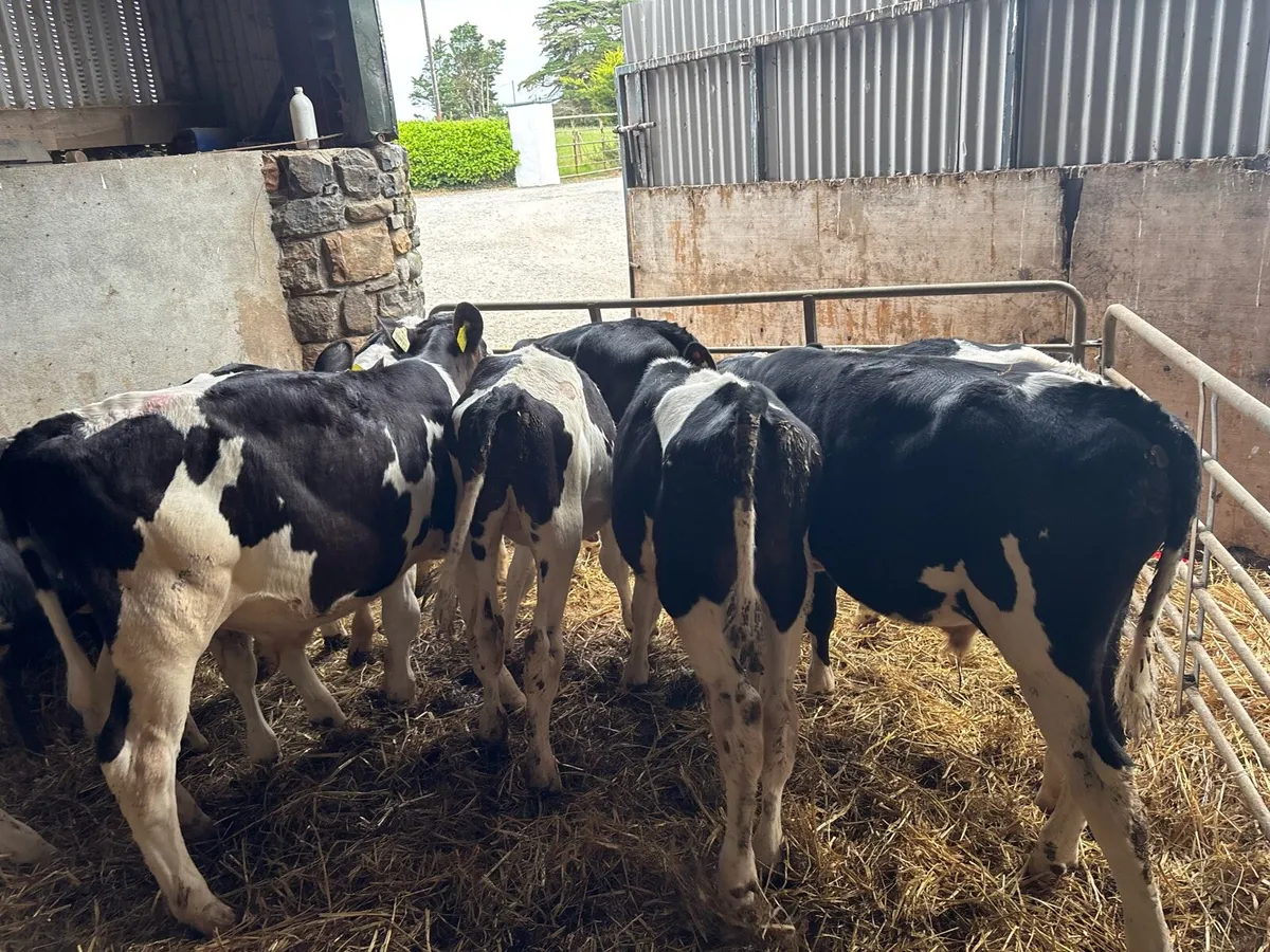 12 super British Frisian weaned bulls - Image 3