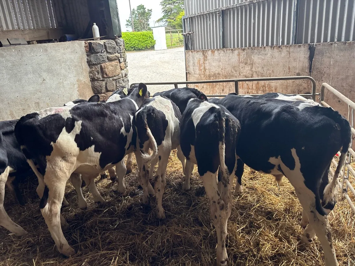 12 super British Frisian weaned bulls - Image 4