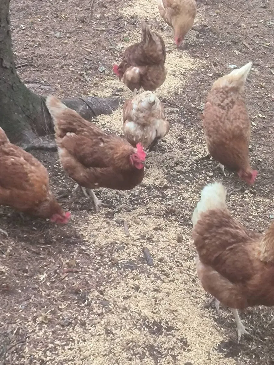 Rhode island hybrids - Image 1