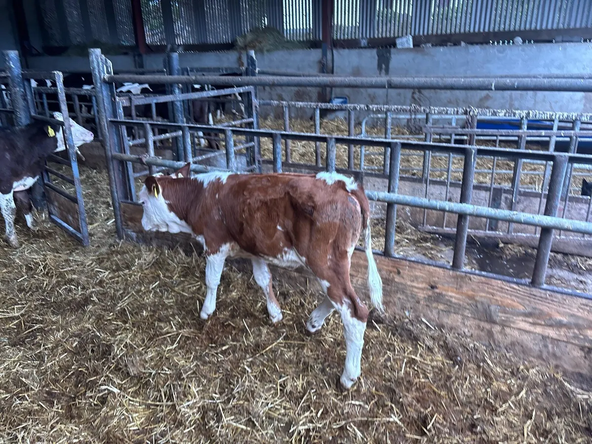 2 pbnr Simmental heifer’s - Image 1