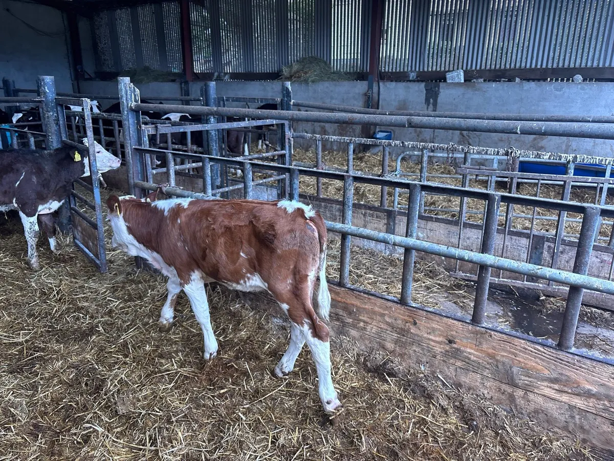2 pbnr Simmental heifer’s - Image 2