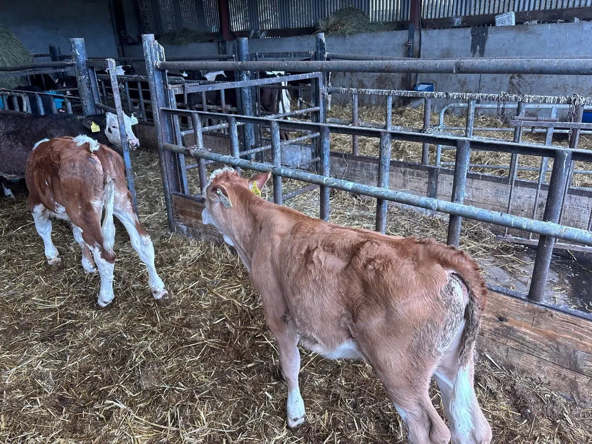 2 pbnr Simmental heifer’s - Image 3