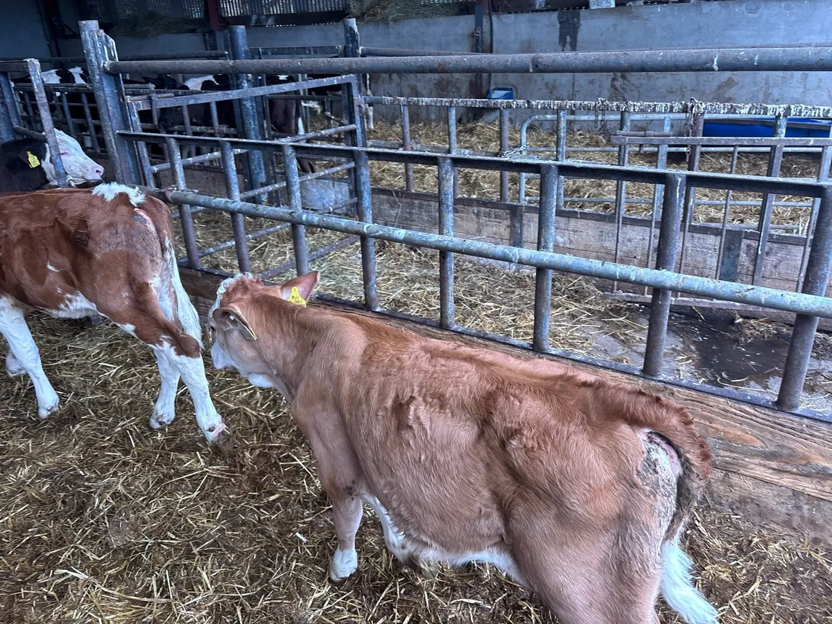 2 pbnr Simmental heifer’s - Image 4