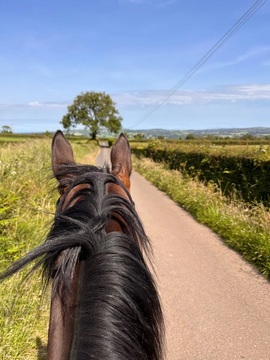 Horse - Image 1