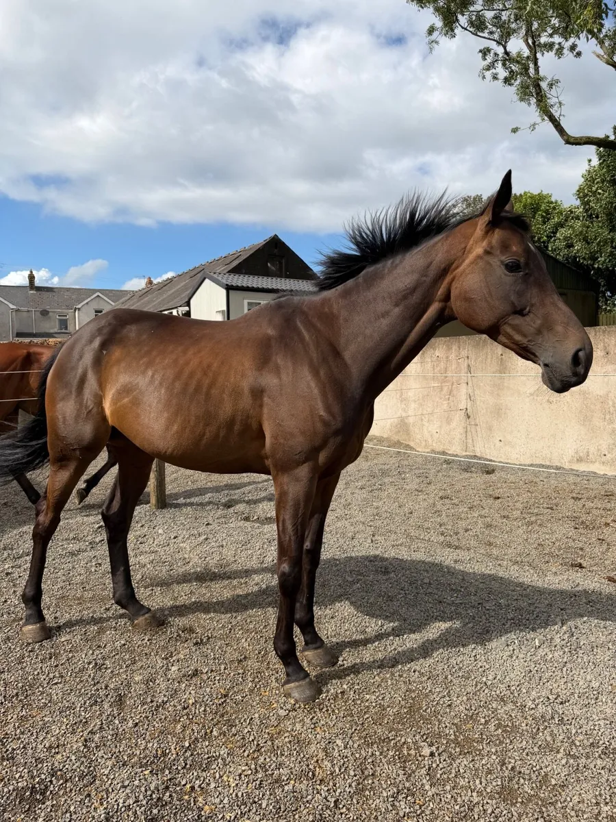 Horse - Image 4