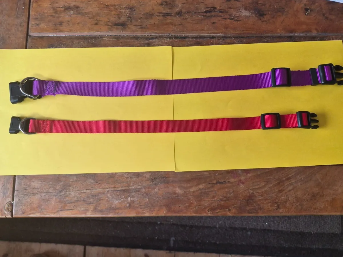 Dog collars lots of ten in sets total 80 collars - Image 3