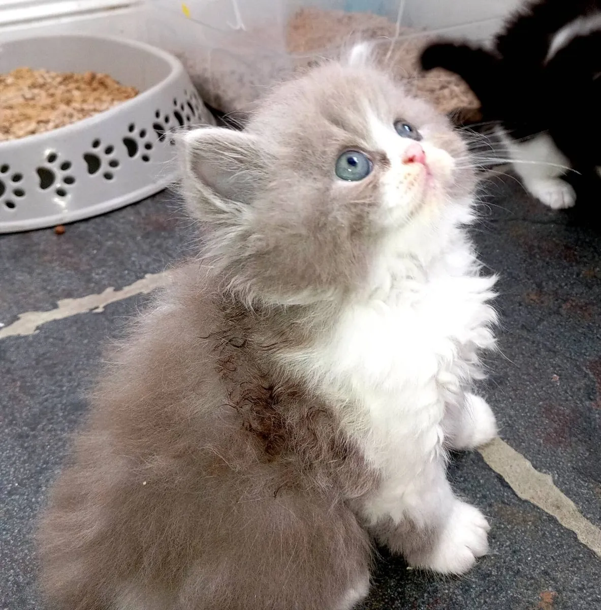British longhair x Persian kittens - Image 2