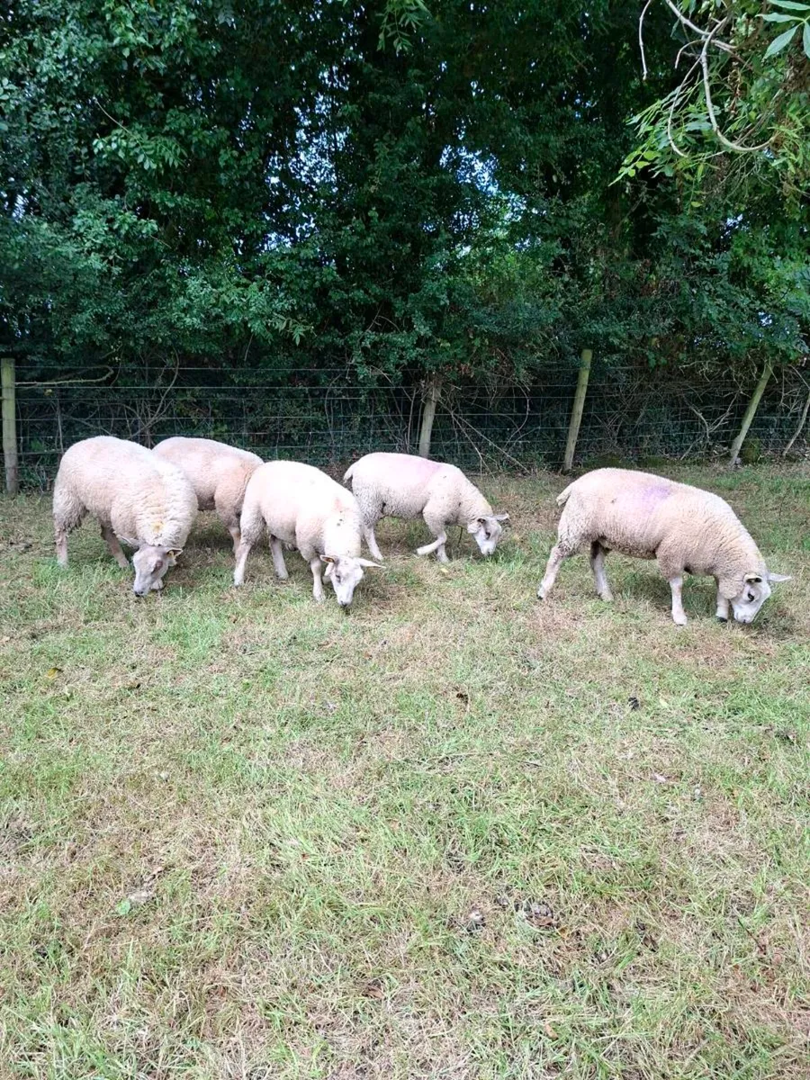 Pedigree Charollais Ewe Lambs - Image 2