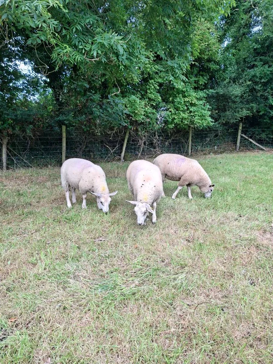 Pedigree Charollais Ewe Lambs - Image 3