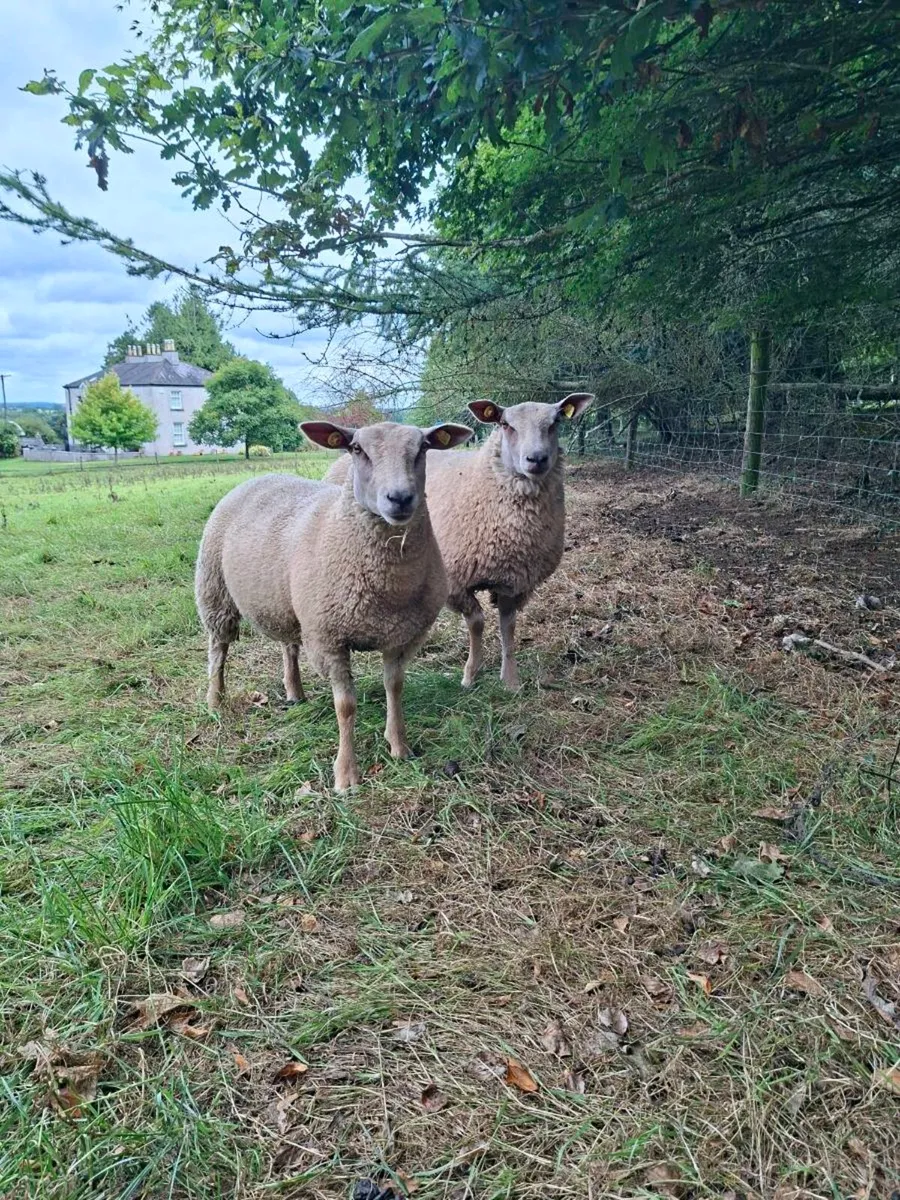 Pedigree Charollais Ewe Lambs - Image 4