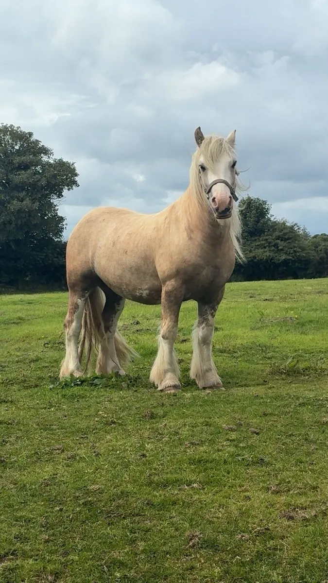 4 YO Palomino Gelding - Image 1