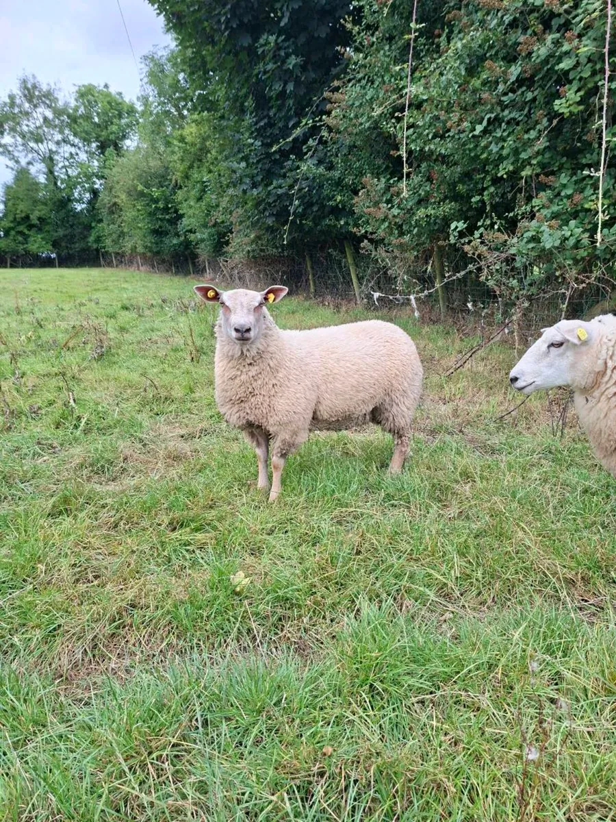 Pedigree Charollais Ewe Lambs - Image 1