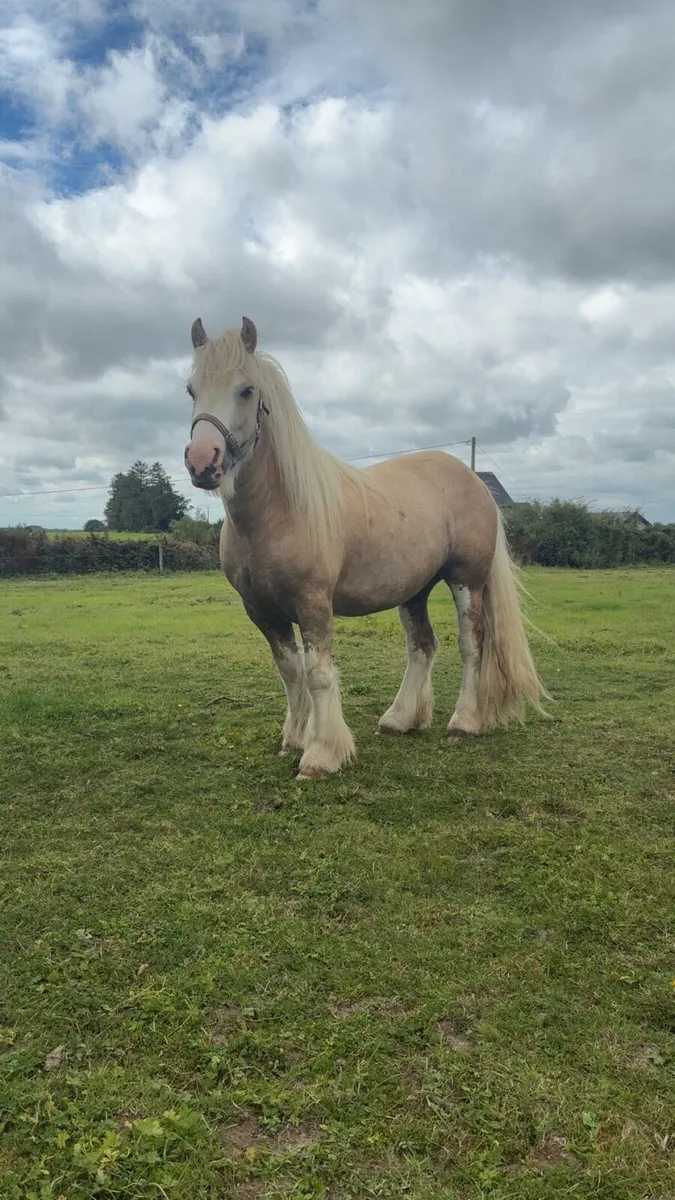 4 YO Palomino Gelding - Image 2