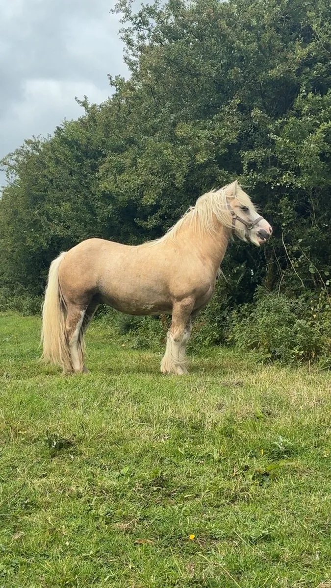 4 YO Palomino Gelding - Image 3