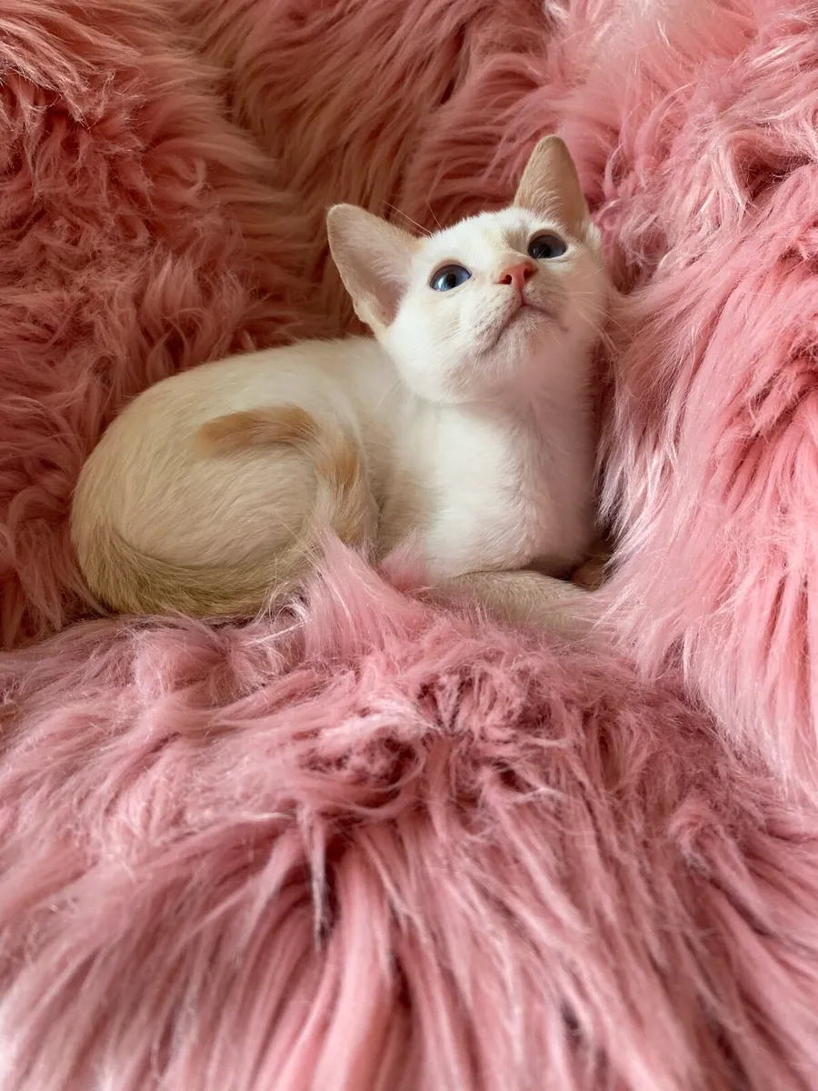 Siamese/sphynx kittens - Image 3