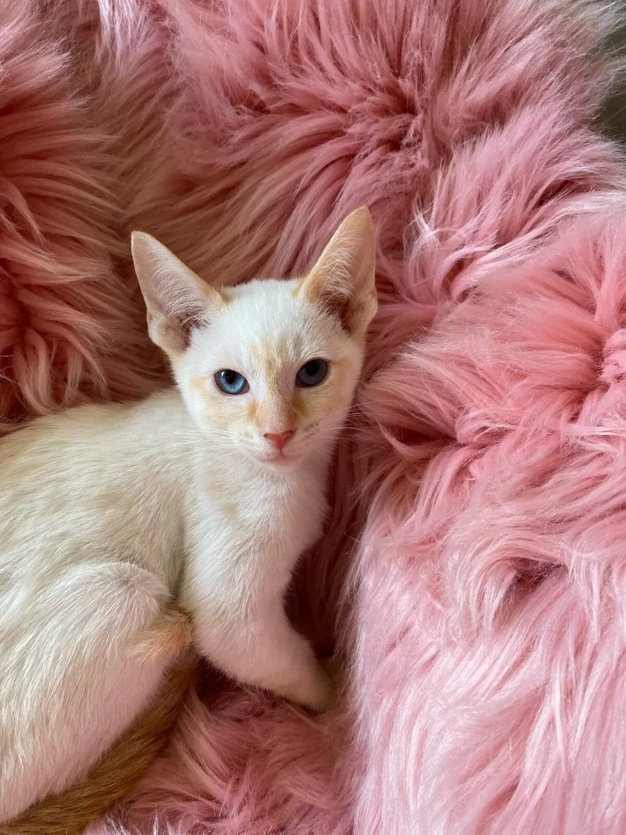 Siamese/sphynx kittens - Image 4