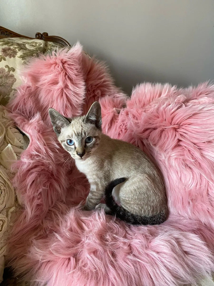 Siamese/sphynx kittens - Image 1