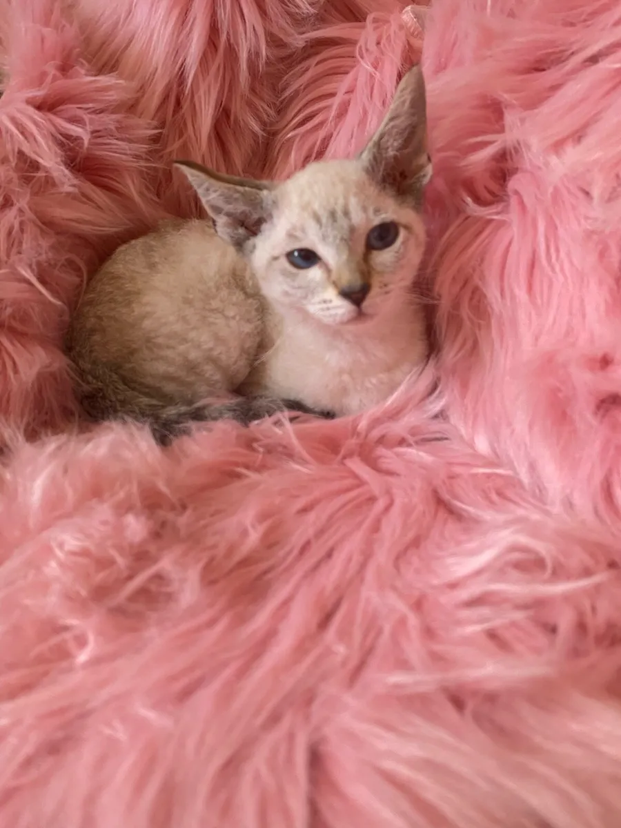 Siamese/sphynx kittens - Image 2