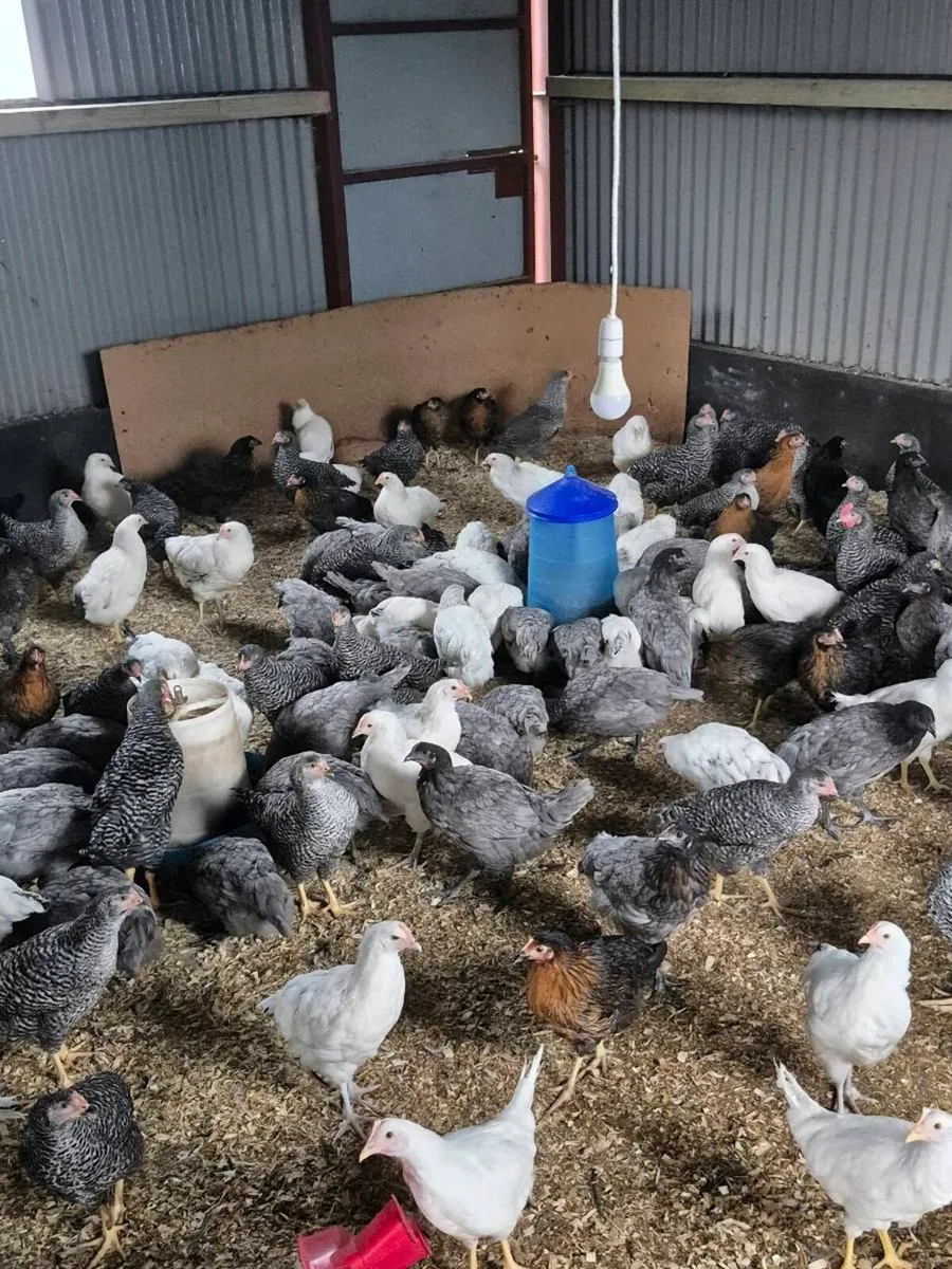 Laying. Hens   For Sale - Image 1