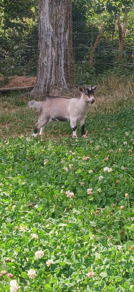 Pygmy goats - Image 1