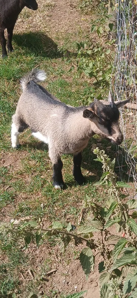 Pygmy goats - Image 4