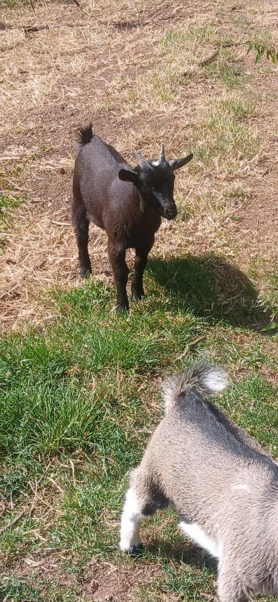 Pygmy goats - Image 2