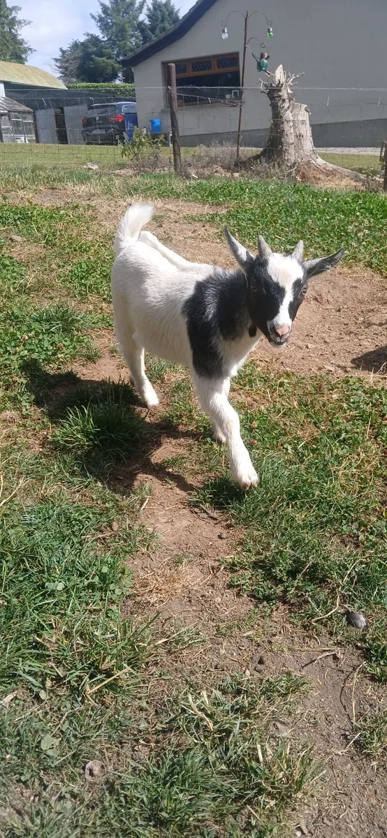 Pygmy goats - Image 3