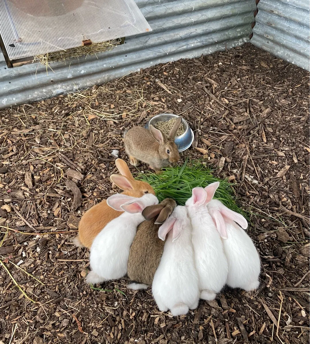 New Zealand Rabbits - Image 1